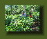 hordee-plantation005017.jpg