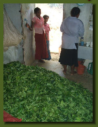 hordee-plantation021004.jpg