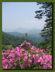 hordee-plantation021006.jpg