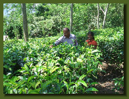 hordee-plantation030004.jpg