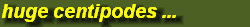 hordee-plantation042006.jpg