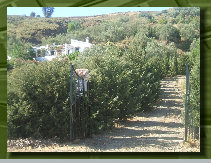 hordee-plantation056001.jpg