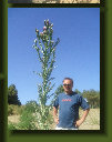 hordee-plantation063018.jpg